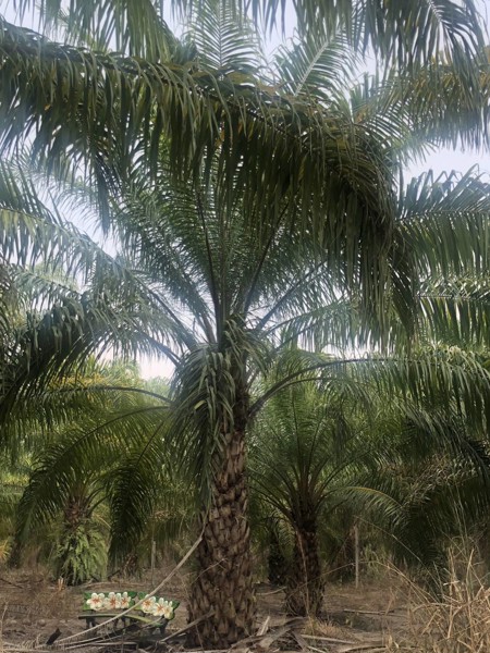 ขายที่ดิน-พร้อมต้นปาล์ม-เนื้อที่รวม-33-ไร่-2-งาน-84-ตารางวา