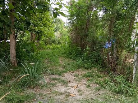 ขายที่ดินเปล่าเชียงใหม่-เนื้อที่-174-ตรว-สวนไม้สักในพื้นที่-วิวภูเขา-มีโฉนด-พร้อมโอน-ไม่ผ่านนายหน้า