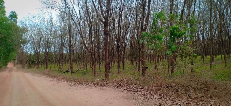 ขายสวยยางสวนปาล์ม45ไร่ ติดถนนลาดยาง มีน้ำไฟฟ้า