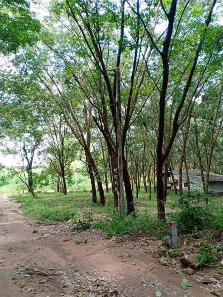 ขายสวนยาง63ไร่ ราคายกแปลง19ล้านบาท อายุ20ปี