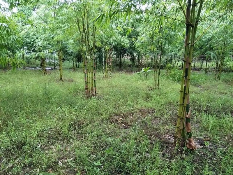 ขายด่วน-ที่ดินสวย-ที่ดิน-1-ไร่-1-งาน