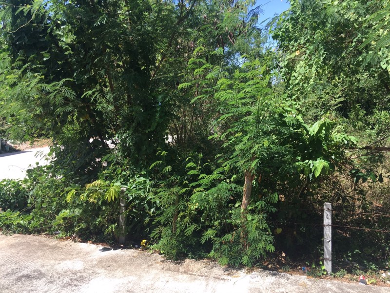 ขายด่วนที่ดินย่านมหาวิทยาลัยสบงขลานครินทร์-60-ตารางวา