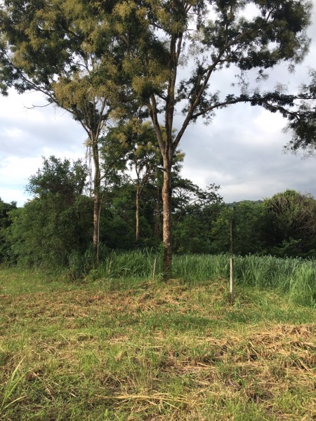 ขายที่ดินเขาใหญ่ใกล้ถนนมิตรภาพ-114-ตารางวา-ตำบลพญาเย็น-อำเภอปากช่อง-จังหวัดนครราชสีมา