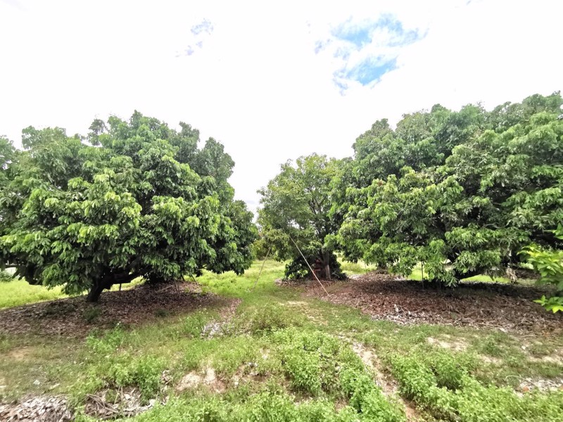 ขายสวนลำไย-21-ไร่-ขายรวมแค่-15-ล้านบาท-ตำบลเหมืองจี้-จังหวัดลำพูน