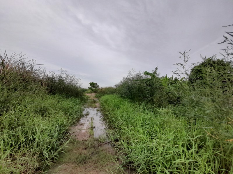 ขายที่ดิน140ตรวา-ยังไม่ถม-รังสิตคลองสอง