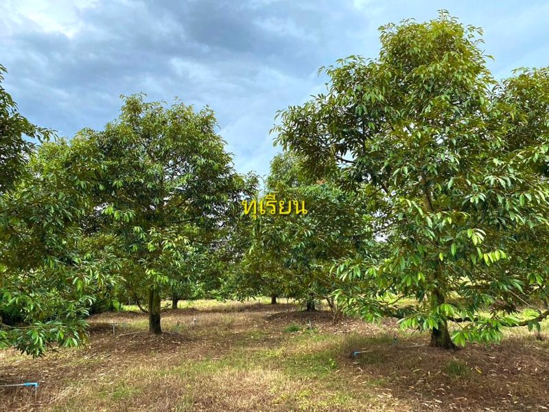 ด่วนขายถูก-โฉนดสวนผสมทุเรียนหมอนทอง-ระยอง-ติดถนนลาดยาง-ไร่ละ790000บาท