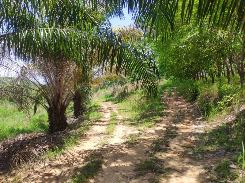 ที่ดิน-100-ไร่พร้อมสวนยางพารา-3000-ต้น