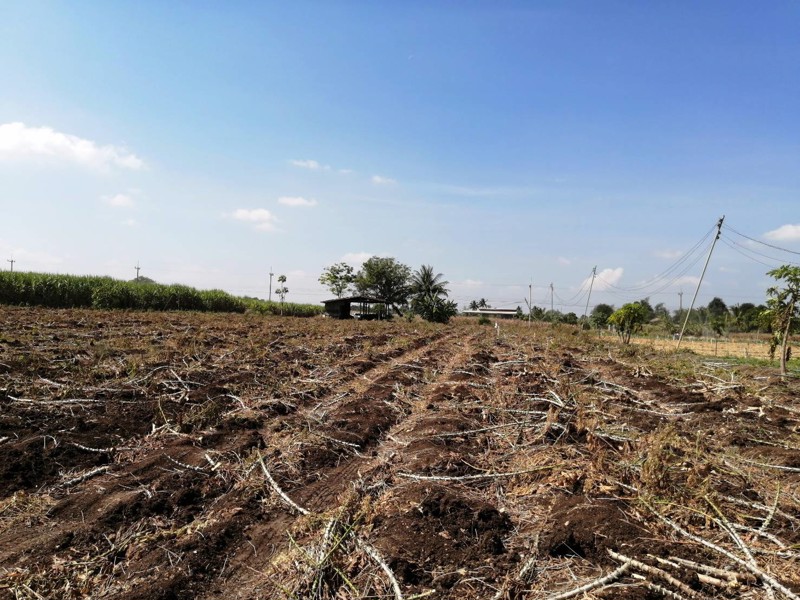 ขายที่ดิน-100-ตรว-อปากช่อง-จนครราชสีมา