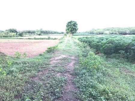 ขายด่วน-พื้นที่สวย-ทำเลทอง-25ไร่-อบ้านกรวดจบุรีรัมย์