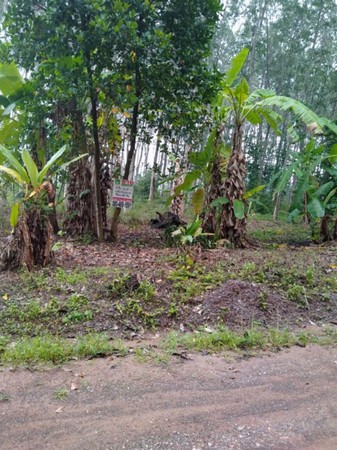 ขายที่ดินสวนยางพารา-โฉนดที่ดินรวม-2-แปลง-จำนวน-3-ไร่-3-งาน-69-ตารางวา
