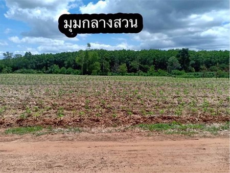 ขายที่ดินทำเลทอง​โฉนด​-25ไร่-พื้นที่จริง​-29​-ไร่-อ-บ้านกรวด-จ-บุรีรัมย์