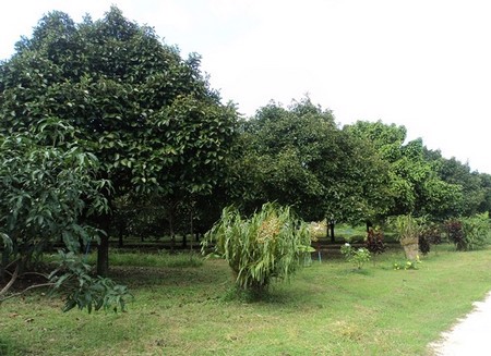 ขายสวนมังคุดสวย-บ้านบางแก้ว-พรุตาโรย-ละอุ่น-จังหวัดระนอง