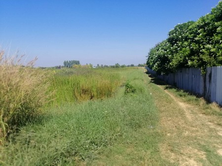 ขายที่ดินเปล่า-ทางเข้าวัดชนะสงสารพิทยาธร-อำเภอเมือง-จังหวัดฉะเชิงเทรา