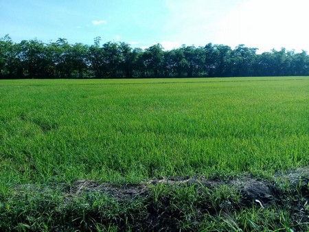 ขายที่นา-จังหวัดปทุมธานี-เนื้อที่-50-ไร่-ที่ดินติดถนนใหญ่