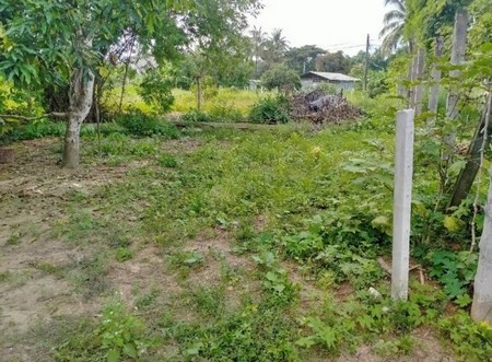 ขายที่ดินด่วน-บ้านลวงเหนือ-จังหวัดเชียงใหม่-ในที่ดินมีต้นไม้ที่ปลูกไว้หลากหลาย