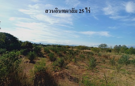 ขายสวนอินทผาลัม-25-ไร่-เอกสารสิทธิ์โฉนด-อหล่มสัก-จเพชรบูรณ์
