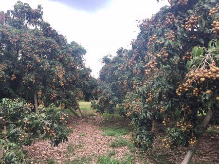 ขายด่วนสวนลำใยมีโฉนด-พร้อมเก็บเกี่ยวผลผลิตได้ทุกปี-อจอมทอง-จเชียงใหม่