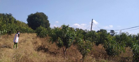 ขายที่ดินสวนมะมวงมีโฉนด-8-ไร่-1-งาน-92-ตรวา-อจอมทอง-จเชียงใหม่