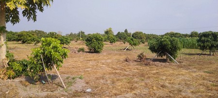 ขายด่วนที่ดินสวนผลไม้-16-ไร่-1-งาน-75-ตรวา-อ-ป่าซาง-จลำพูน