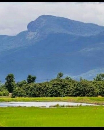 สวนลำไยแบ่งขายสวนลำไยแบ่งขายมีแปลงเล็กใหญ่โฉนด-6-ใบ-วิวดอยอินทนนท์