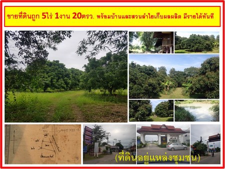 ขายที่ดินถูก-5ไร่-1งาน-20ตรว-พร้อมบ้านและสวนลำไยเก็บผลผลิต-มีรายได้ทันที