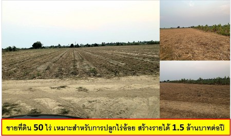 ขายที่ดิน-50-ไร่-เหมาะสำหรับการปลูกไร่อ้อย-สร้างรายได้-15-ล้านบาทต่อปี