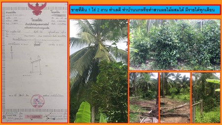 ขายที่ดิน-1-ไร่-2-งาน-ทำเลดี-ทำบ้านนกหรือทำสวนผลไม้ผสมได้-มีรายได้ทุกเดือน