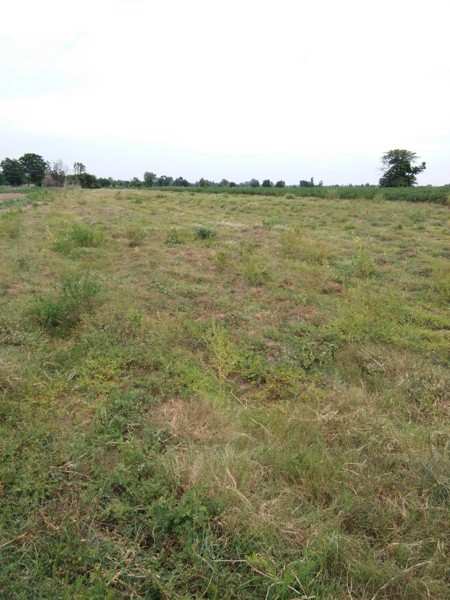 ขายด่วน-ที่ดินมีโฉนด-20-ไร่-ไร่ละ-90000-บาท-อหันคา-จชัยนาท