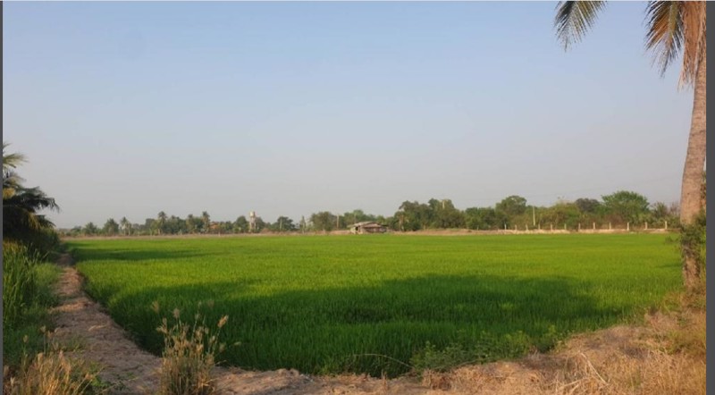 ขายที่ดินบางเลนใกล้วัดไผ่โรงวัวไร่ละไม่ถึงล้านจำนวน-9-ไร่-2-งาน-898-ตรวา