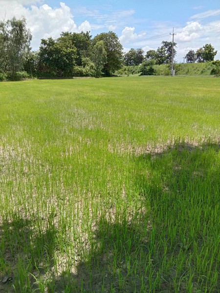 ขายที่ดินทำเลทอง