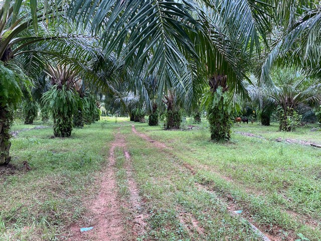 ขายที่ดินทำเลทอง-8-ไร่-2-งาน-อำเภอเขาชัยสน-จังหวัดพัทลุง