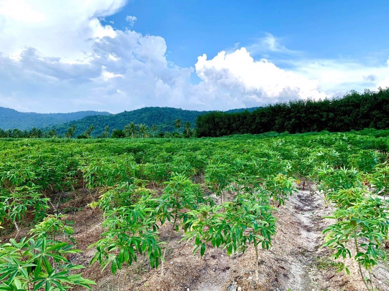 ที่ดินแบ่งขาย-ถูกสุดในศรีราชา-น้ำไฟเข้าถึง-ตำบลเขาคันทรง-จังหวัดชลบุรี