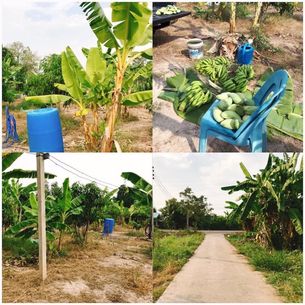 ขายสวน-2งาน-ตวังกระโจม-อเมือง-จนครนายก-ห่างตัวเมือง-3กม-ดินดีเหมาะทำเกษตร