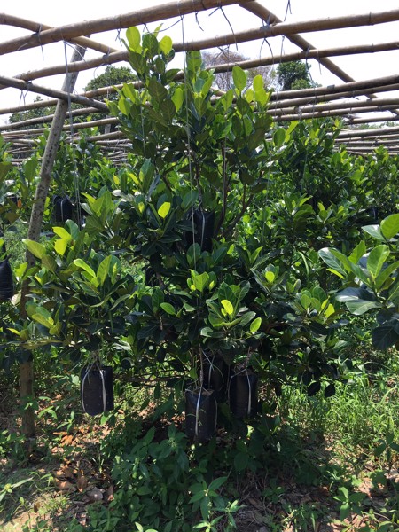 ขายถูกๆ-สวนเพราะกิ่งพันธ์ไม้-ในตัวเมืองปราจีนไร่ละ-64แสน