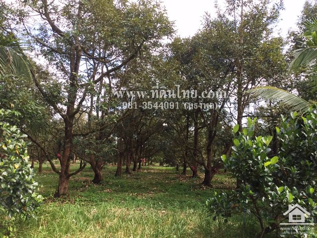 ขายสวนทุเรียน-มะขาม-จันทบุรี-โฉนด-24-2-16ไร่-ตมะขาม-อมะขาม-จจันทบุรี-รหัส-l314