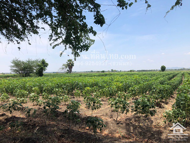 ขายที่ดินโคกเจริญ-ขายที่ดินโคกแสมสาร-16ไร่-1งาน-73ตรว-โฉนด-ตโคกแสมสาร-อโคกเจริญ-จลพบุรี-รหัส-l35