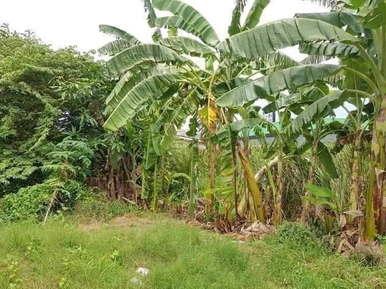 lmpt007-ที่ดินว่างเปล่า-ด้านหน้าติดถนนซอยลาซาล-52-แยก-1-ถนนสุขุมวิท105