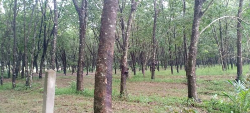 ขายที่สวนยางพารา-และสวนปาล์มอายุ-15ปี-45ไร่