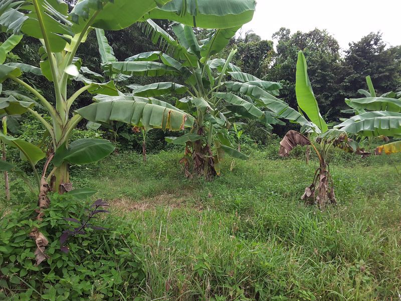 ที่ดินเกาะยอ-สงขลา-3-แปลง-5-ไร่-3-งาน-676-ตรวา-ติดถนน-land-on-yor-island-song-kla-province