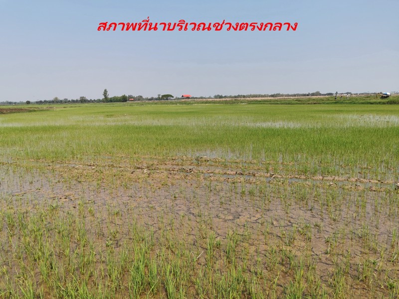 ขายที่ดิน-เนื้อที่-20-ไร่-กว่า-เป็นที่นา-แปลงเกษตร-อำเภอ-ท่าบ่อ-จังหวัด-หนองคาย