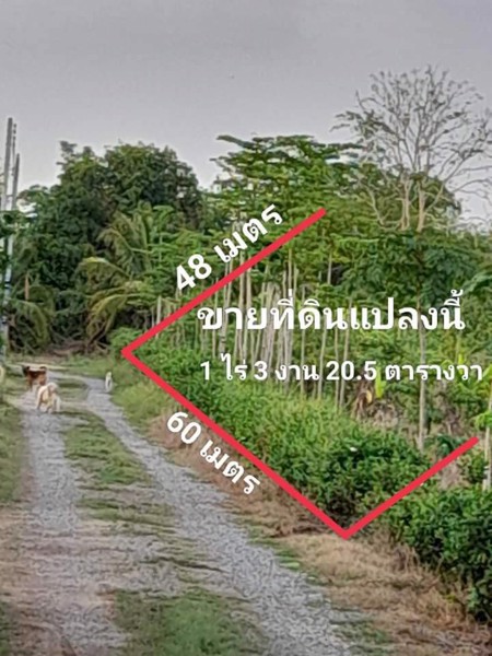 สนใจเป็นเจ้าของที่ดินในตัวเมืองพิษณุโลก-สอบถามได้นะคะ