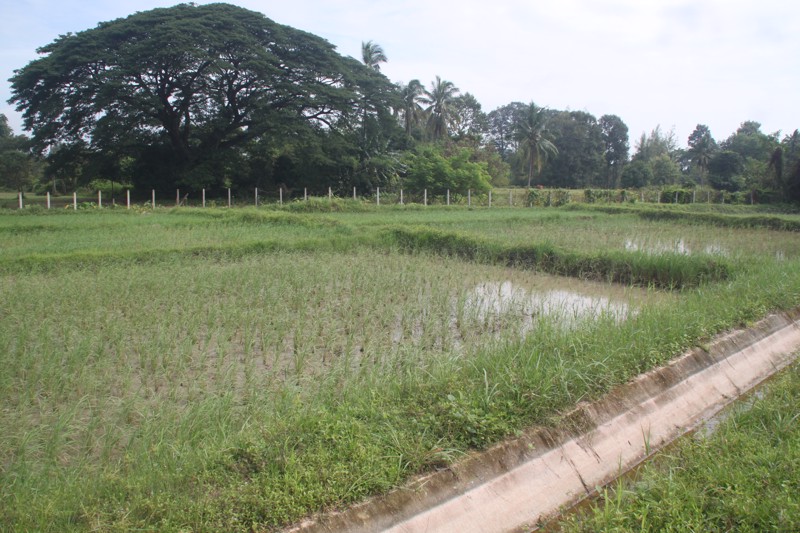 ขายี่ดิน-5ไร่-3งาน-87ตารางวา-เมือง-สกลนคร