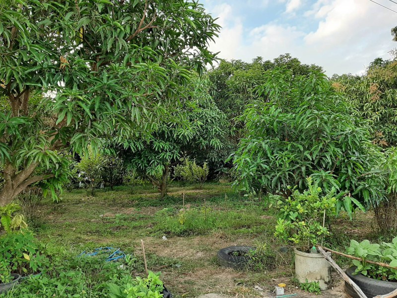 ประกาศขายที่ดินชะอำ-เส้นรทางลัดเขเาหาดชะอำ