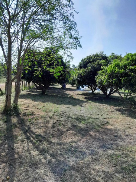 ขายสวนลำไย-พร้อมบ้าน-เนื้อที่-2ไร่-3งาน-33-ตรว