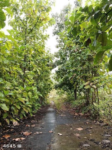 ขายที่ดิน-เมืองฮอด-เชียงใหม่-พื้นที่-42-1-0-ไร่-ใกล้อุทยานแห่งชาติออบหลวง