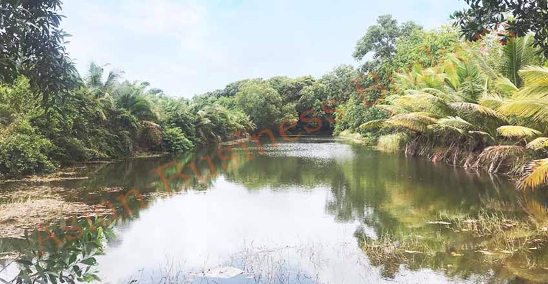 0909001-ขายสวนปาล์มที่จังหวัดจันทรบุรี