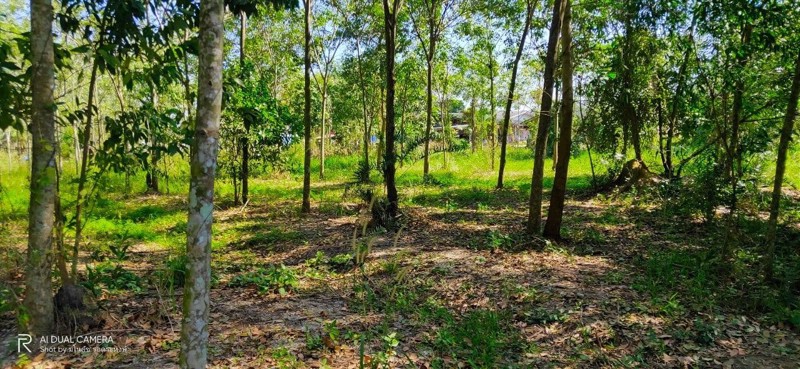 ที่ดิน-สวนยาง-6ไร่-1งาน-107-ตรว-พื้นที่-สีเขียว-เขต-ชากบก-บ้านค่าย