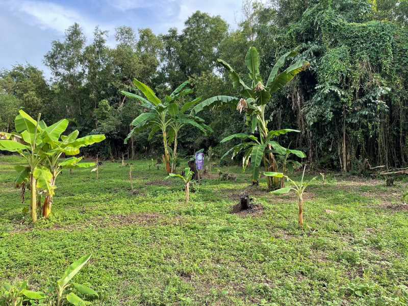 ขายที่ดินเปล่า-เนื้อที่-0-2-472-ไร่-ซอยโรงแรมปาล์มมาลี-ตรงข้ามเทศบาลสุนทรภู่