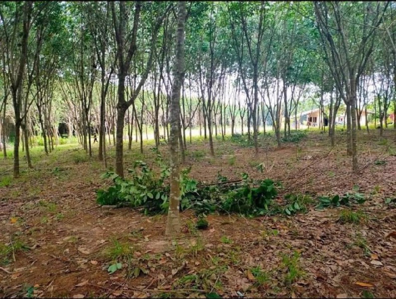 ขายที่ดินโฉนด-2ไร่-1งาน-83-ตรว